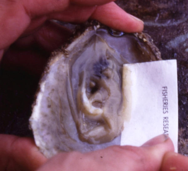 Ventral view of New Zealand dredge oyster