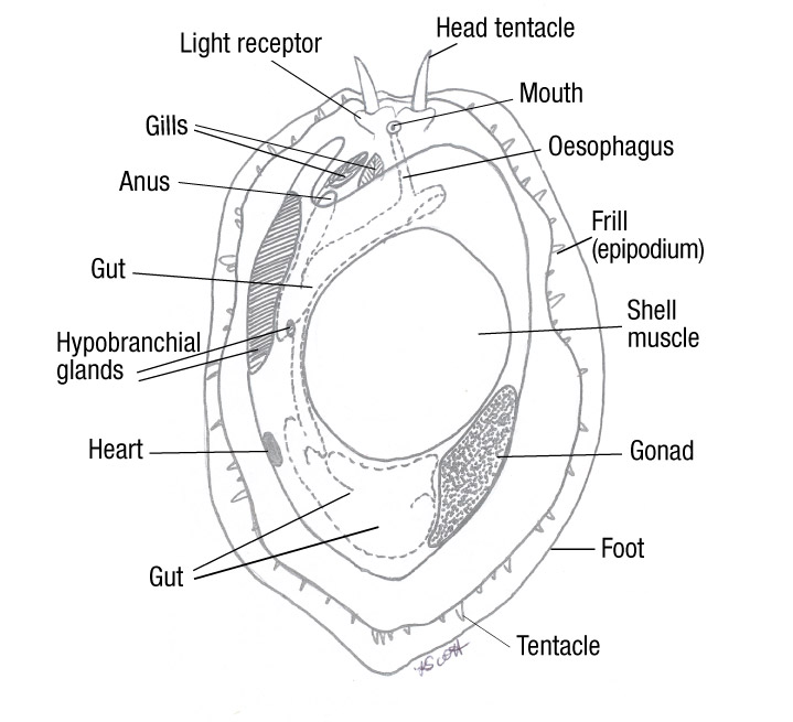 introduction-to-the-anatomy-and-physiology-of-the-major-aquatic-animal-species-in-aquaculture