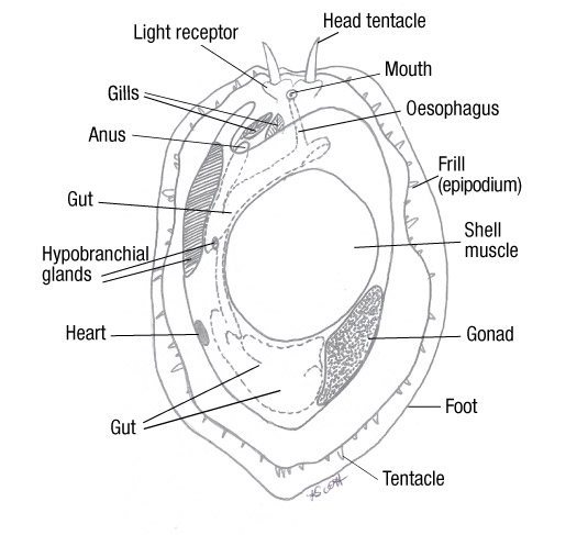 Ventral view of anatomy of abalone