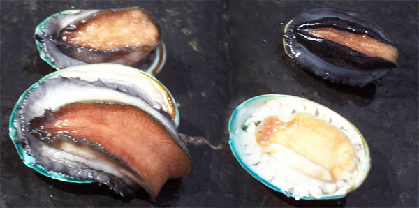 Abalone greenlip
