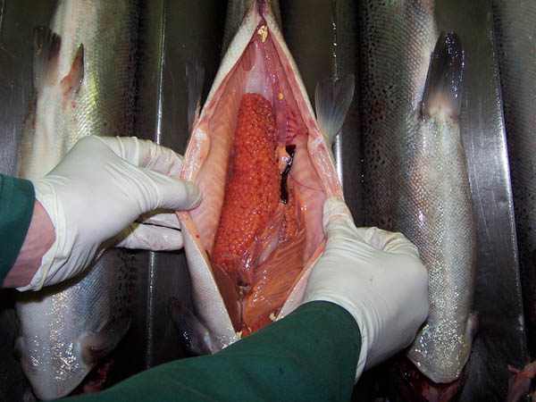 Gravid female Atlantic salmon