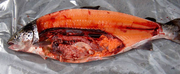 Degenerative eggs in old female Atlantic salmon