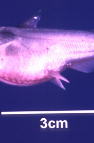 channel catfish virus disease