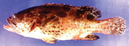 Grouper iridoviral disease