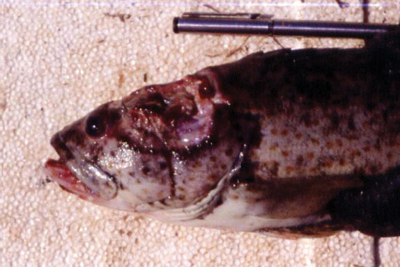 Grouper iridoviral disease