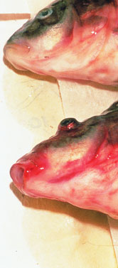 spring viraemia of carp 