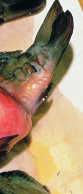 spring viraemia of carp 