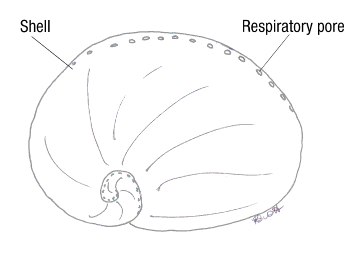 Dorsal view of anatomy of abalone