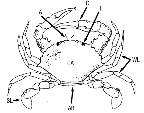 external anatomy of a crab