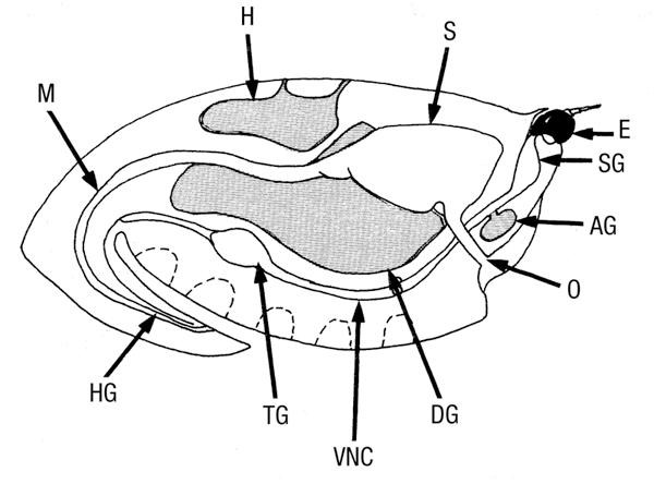 internal anatomy of a crab