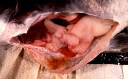 enteric septicaemia of catfish