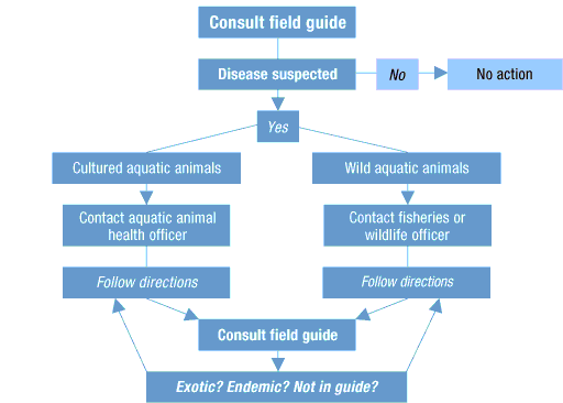 Diagram of what to do if you suspect a disease