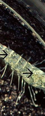 Infectious Hypodermal And Haematopoietic Necrosis