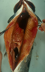 infectious salmon anaemia