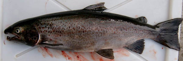 Male Atlantic salmon
