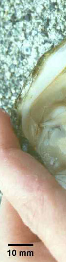 infection with mikrocytos mackini