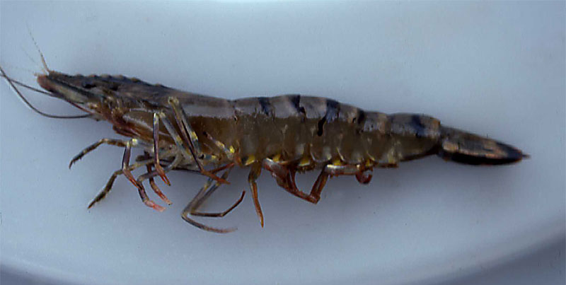 Black tiger prawn