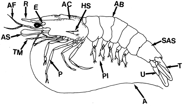 external anatomy of a prawn