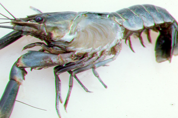 Redclaw crayfish with section of carapace removed