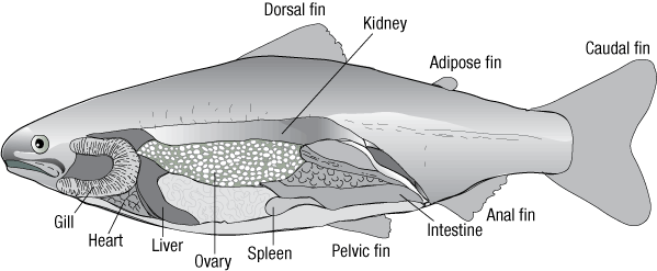 Anatomy of juvenile salmon