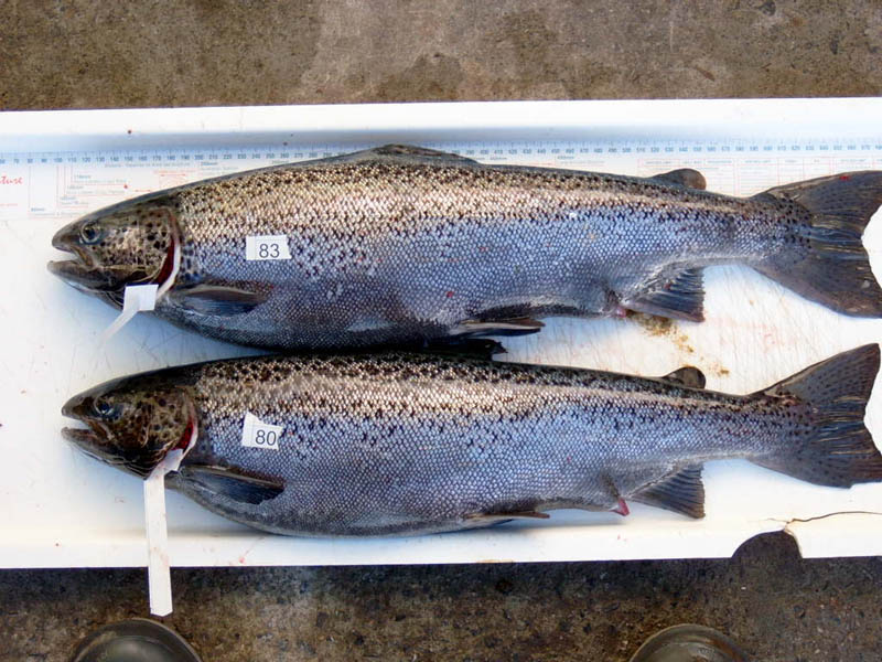 Gravid female Atlantic salmon