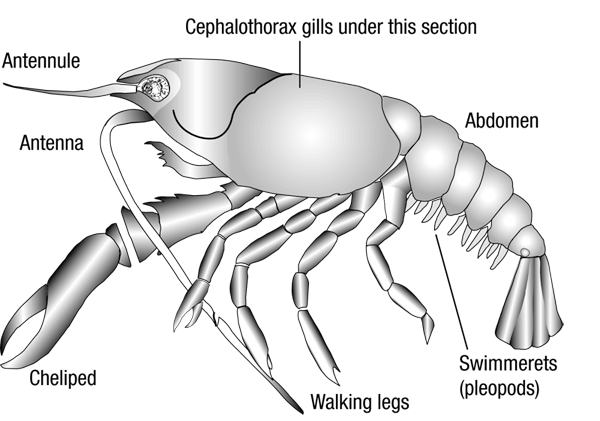 External anatomy of freshwater crayfish