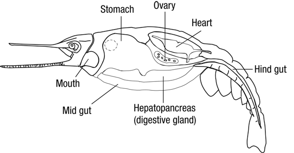 Internal organs in section